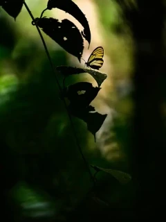 Heliconia butterfly in Ecuador.