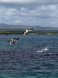 Birds diving for fish in the Galapagos.