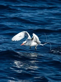 A red-billed tropicbird in flight, Galapagos.