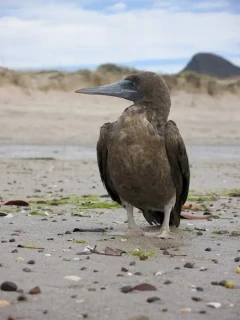 Brown booby in the Sea of Cortez, Mexico