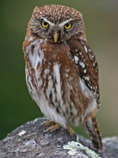 Austral pygmy owl in Argentina