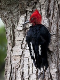 Magellanic woodpecker in Tierra del Fuego, Argentina