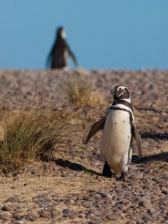 Magellanic penguin in Argentina