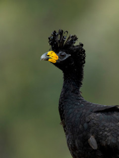 Bare-faced curassow in Brazil.