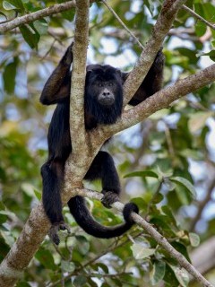 Black howler monkey in the Pantanal.