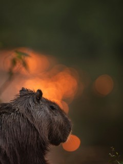Capybara in Brazil.