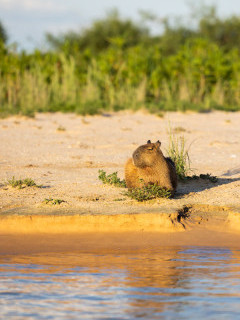 Capybara in Brazil.