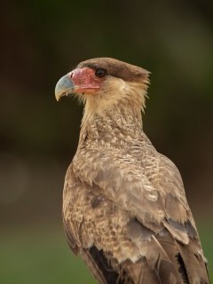 Caracara in Porto Jofre, Brazil.