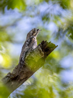 Common potoo in Brazil.