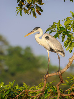 Cocoi heron in Brazil.