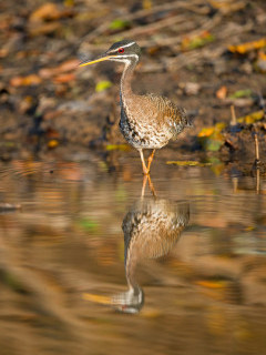 Sunbittern in Brazil.