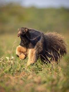 Giant anteater in Brazil.