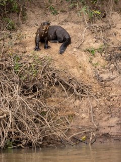 Giant river otter in Brazil.