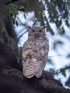 Great horned owl in Brazil.