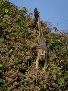 Howler monkey in Brazil.