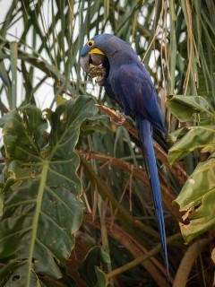 Hyacinth macaw in Brazil.
