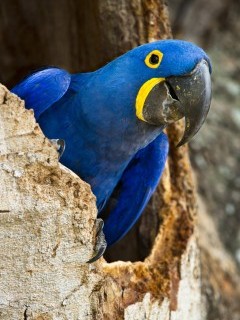 Hyacinth macaw in Brazil.