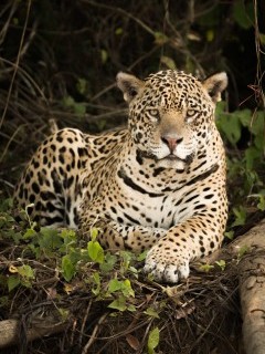 Jaguar in Brazil