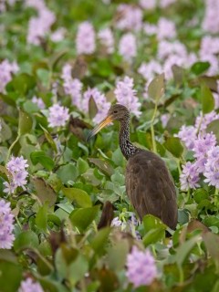 Limpkin in the Pantanal, Brazil.