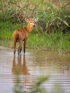 Marsh deer stag in Brazil.