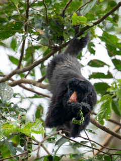 White-nosed saki in Brazil.