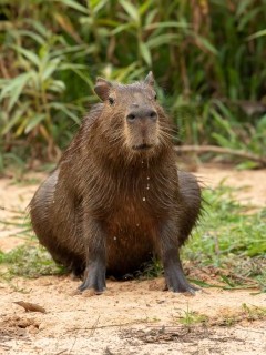 Capybara in North Pantanal, Brazil.