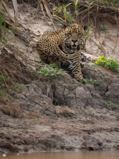 Jaguar in North Pantanal, Brazil.