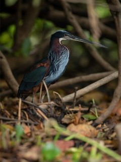 Agami heron in the Pantanal.