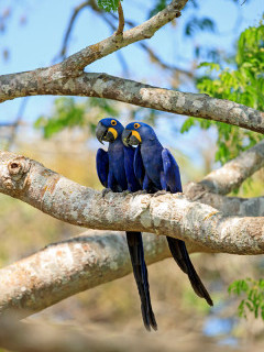 Hyacinth macaw in the Pantanal, Brazil.