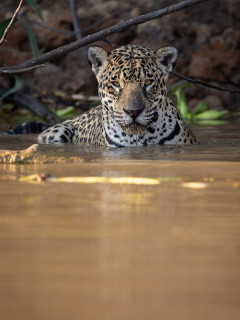 Jaguar in the Pantanal.