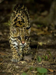 Ocelot in the Pantanal, Brazil.