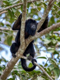 Howler monkey in the Pantanal, Brazil.