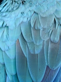 Blue macaw feathers in the Pantanal, Brazil.