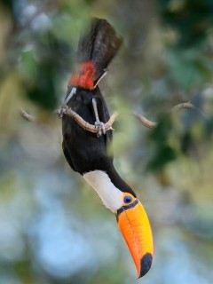 Toco toucan in the Pantanal, Brazil.