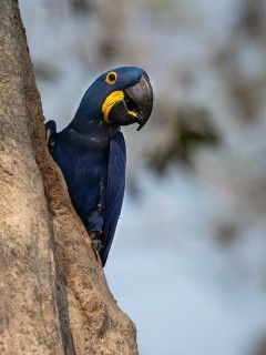 Hyacinth macaw in Porto Jofre, Brazil.