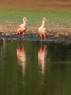 Roseate spoonbills in Brazil.