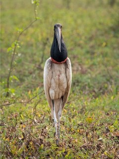 Jabiru stork in Transpantaneira, Brazil.