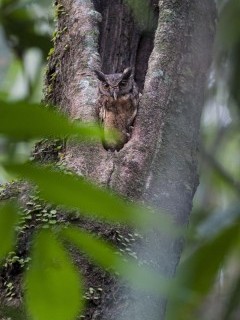 Tropical screech owl in the Amazon.