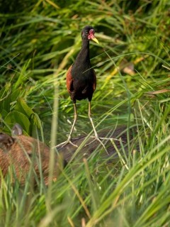 Wattled jacana on capybara in the Pantanal, Brazil.