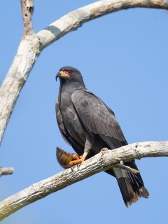 Snail kite in the Pantanal, Brazil