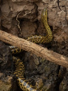 Yellow anaconda in Brazil.