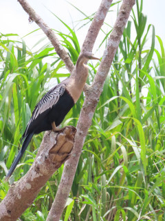 Anhinga in Cano Negro, Costa Rica