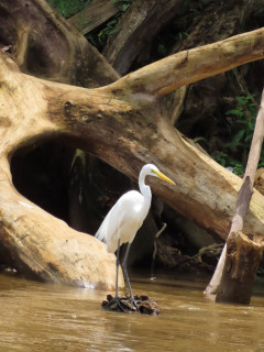 Great white egret in Cano Negro, Costa Rica