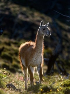 Adult guanaco in Torres del Paine National Park, Chile.