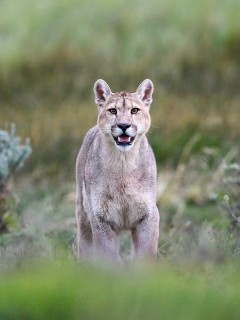 Puma in Torres del Paine National Park in Chile.
