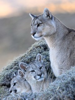 Puma in Torres del Paine National Park in Chile.
