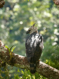 Harpy eagle in Colombia.