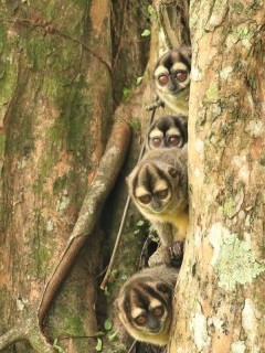 Brumback's night monkey in Colombia.