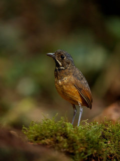 Scaled antpitta in Colombia.