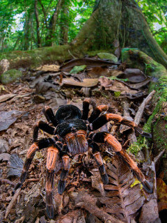 Costa Rican orange-kneed tarantula in Costa Rica.